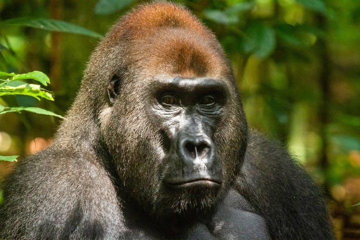 Flachlandgorilla Flachlandgorilla