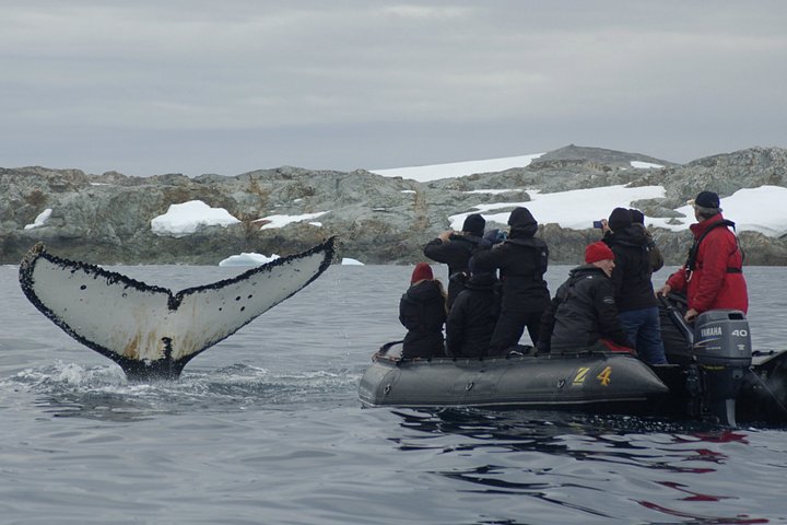 Walbeobachtung in der Antarktis