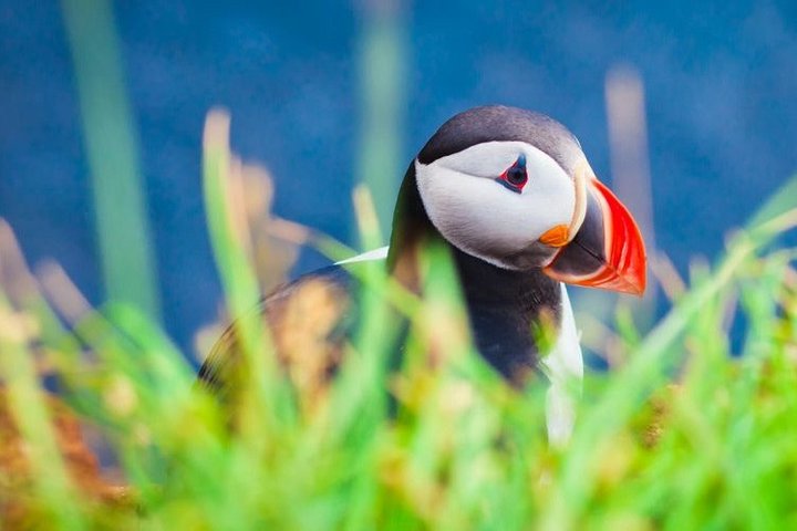 Puffin in Isafjordur, Island Puffin in Isafjordur, Island