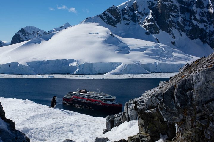 Pinguin mit Hurtigruten-Schiff im Hintergrund