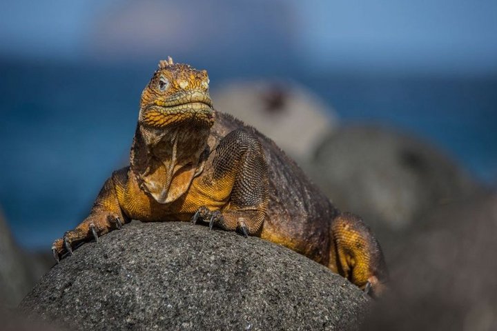 Naturparadies Galápagos-Inseln Naturparadies Galápagos-Inseln