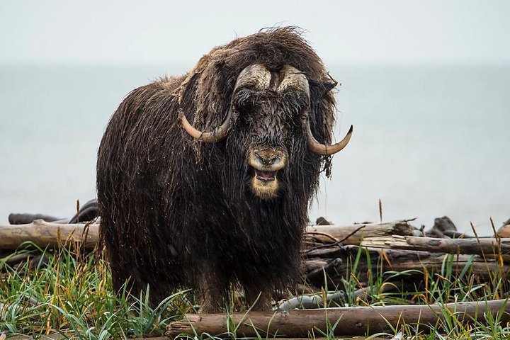 Majestätischer Moschusochse