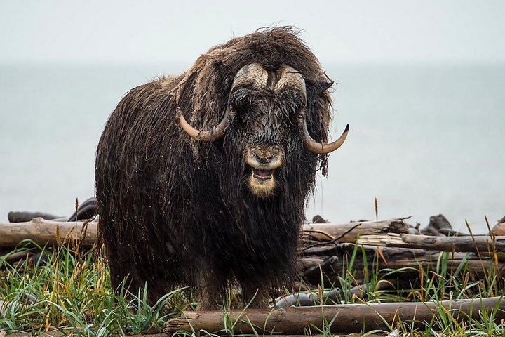 Majestätischer Moschusochse