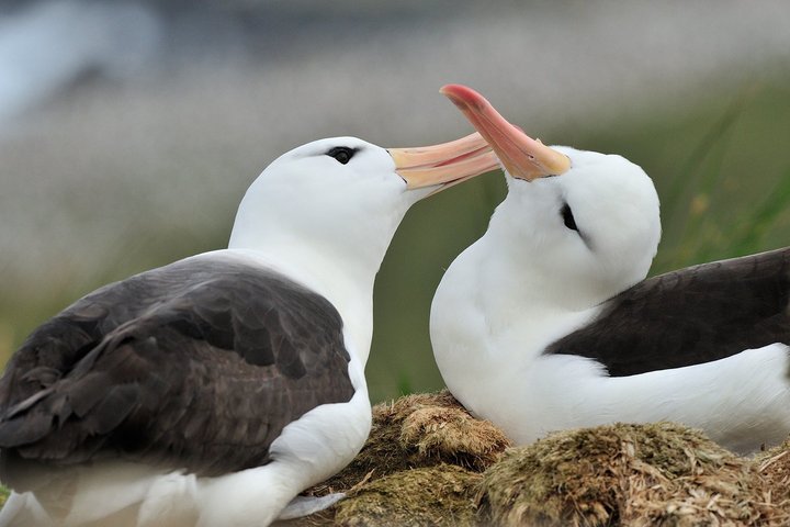 Albatrosse auf Falkland Inseln