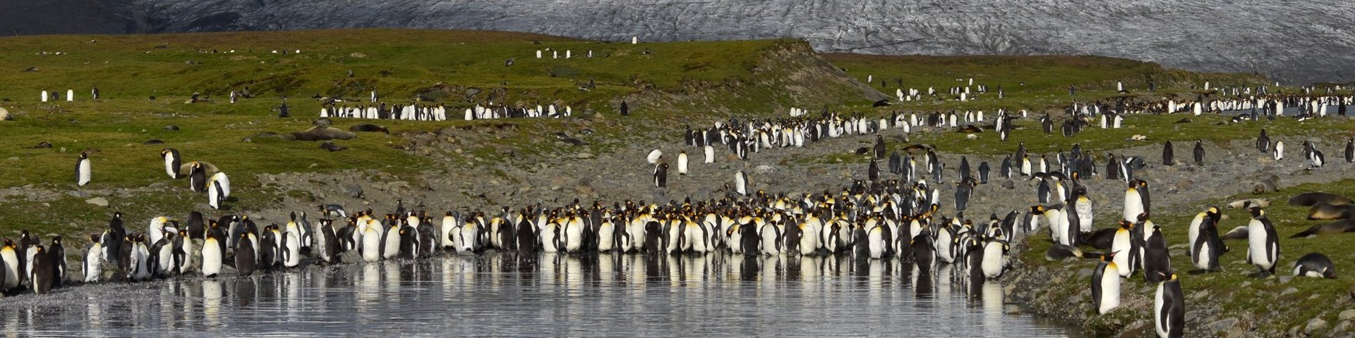 Königspinguine in Südgeorgien an der St. Andrews Bay