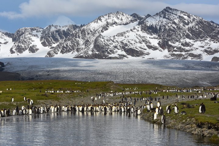 Königspinguine in Südgeorgien an der St. Andrews Bay