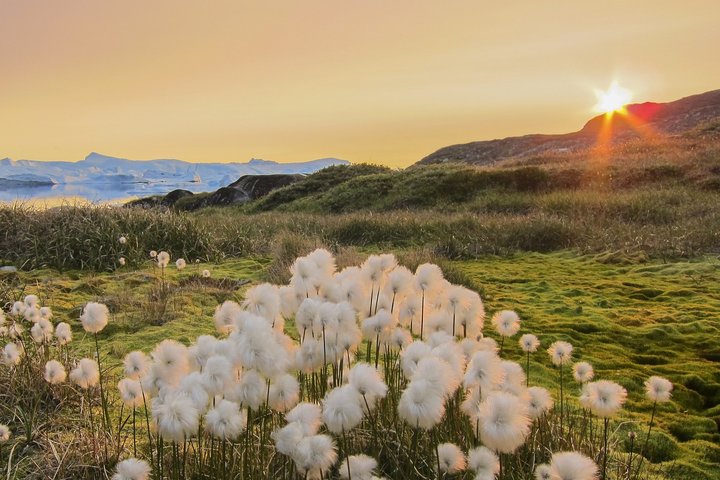 Tundra in Grönland
