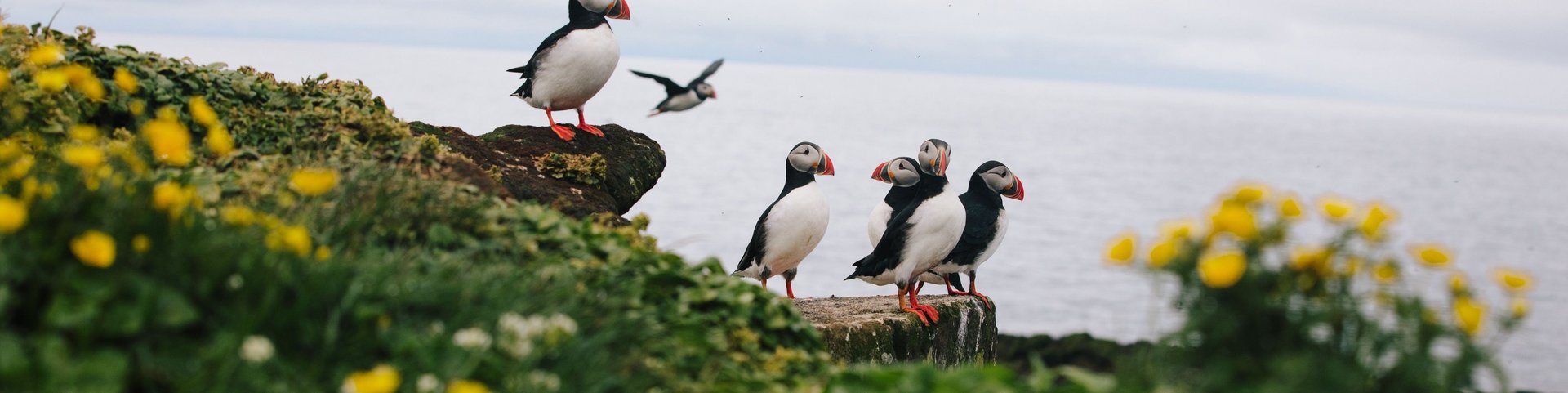 Puffins auf Grimsey Island Puffins auf Grimsey Island