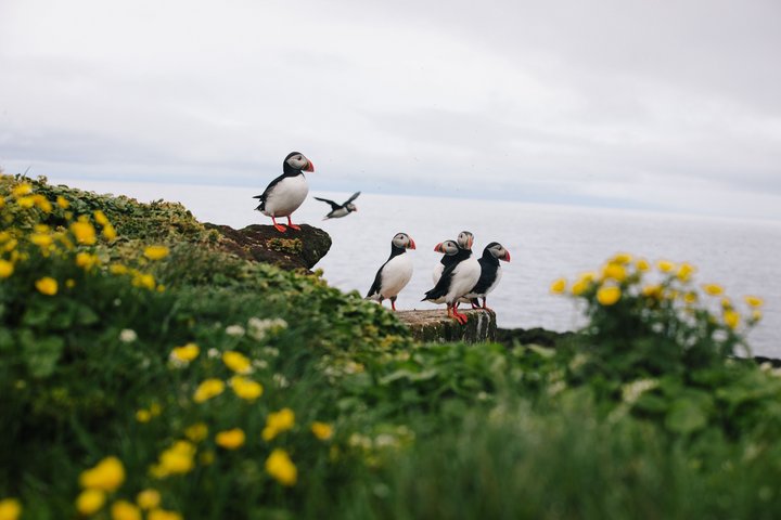 Puffins auf Grimsey Island Puffins auf Grimsey Island