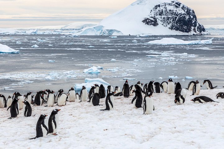 Pinguinkolonie auf Danco Island
