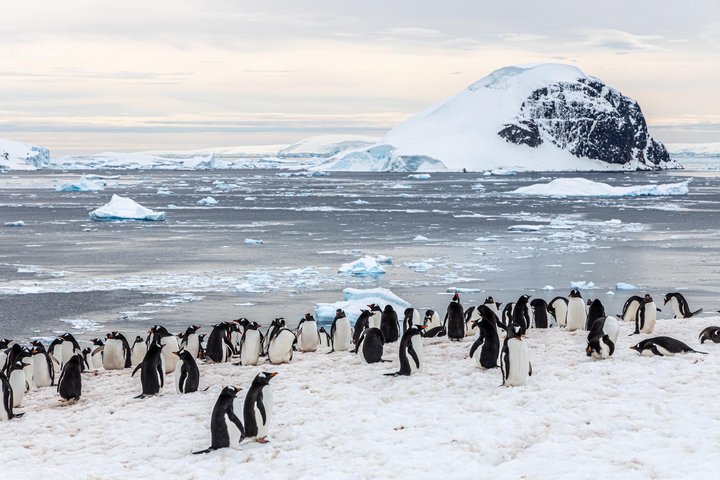 Pinguinkolonie auf Danco Island