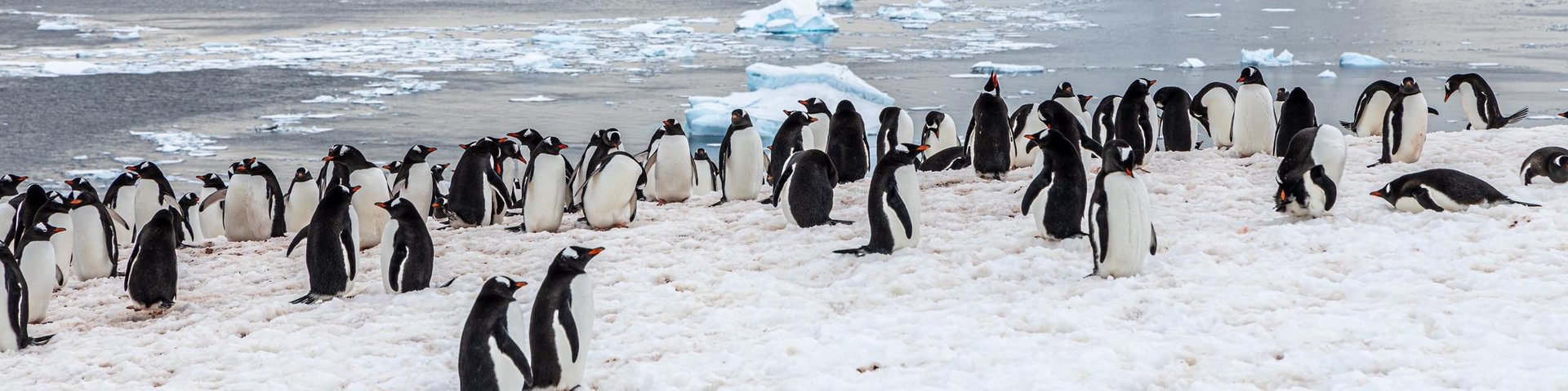 Pinguinkolonie auf Danco Island