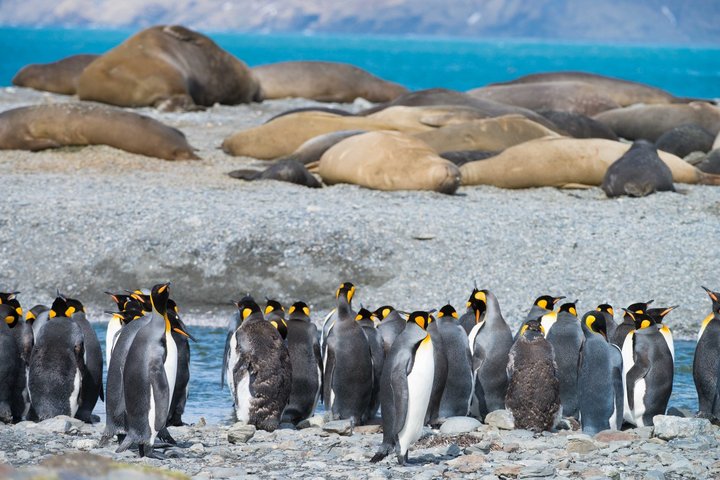 Pinguine und Seeelefanten auf Südgeorgien