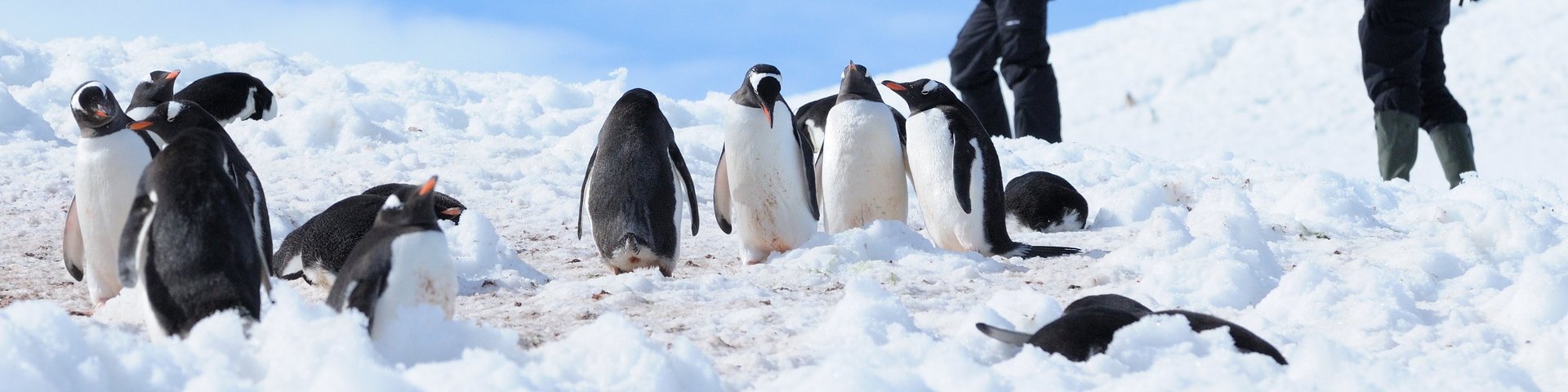 Eselpinguine und Touristen in der Antarktis Eselpinguine und Touristen in der Antarktis