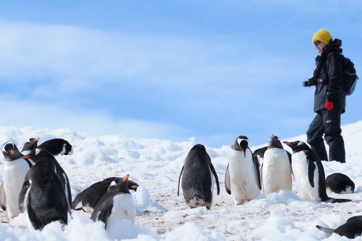 Eselpinguine und Touristen in der Antarktis