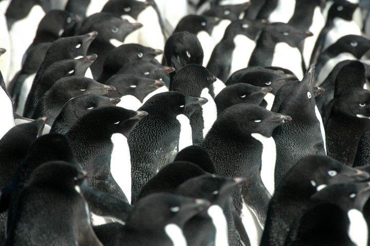 Adeliepinguine in der Antarktis