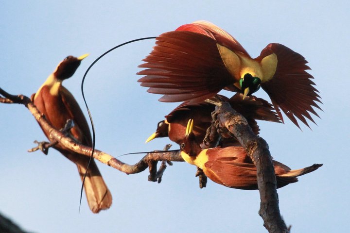Vogelparadies Indonesien