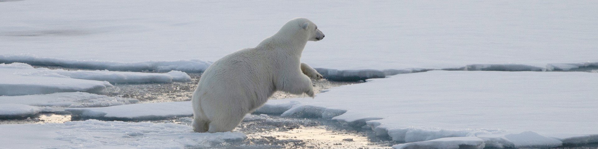 Eisbär klettert auf Eisscholle