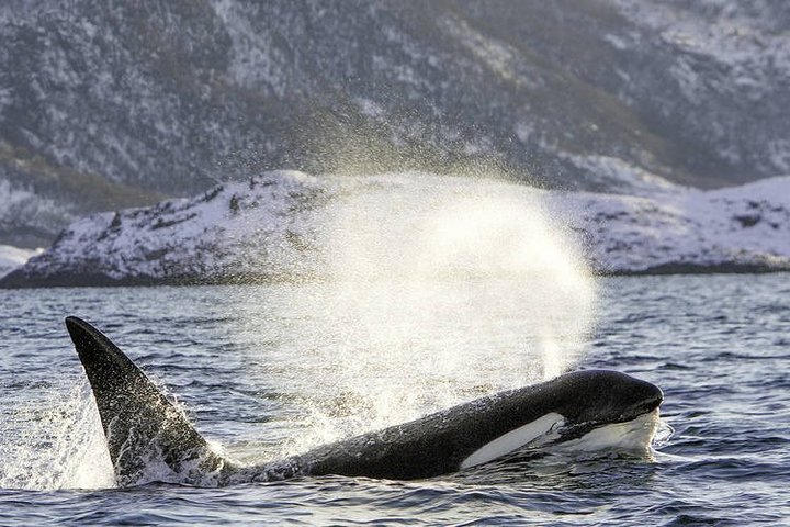 Orcas auf der Jagd nach Heringen