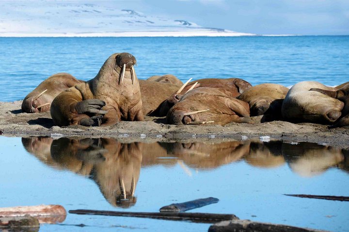 Walrosse in Spitzbergen