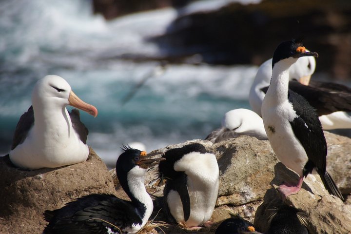 Schwarzbrauenalbatrosse und Blauaugenscharbe