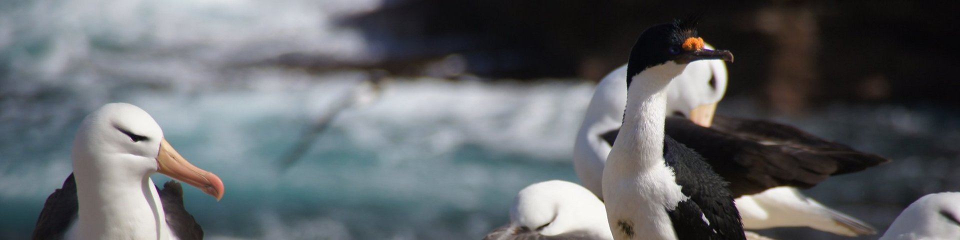 Schwarzbrauenalbatrosse und Blauaugenscharbe