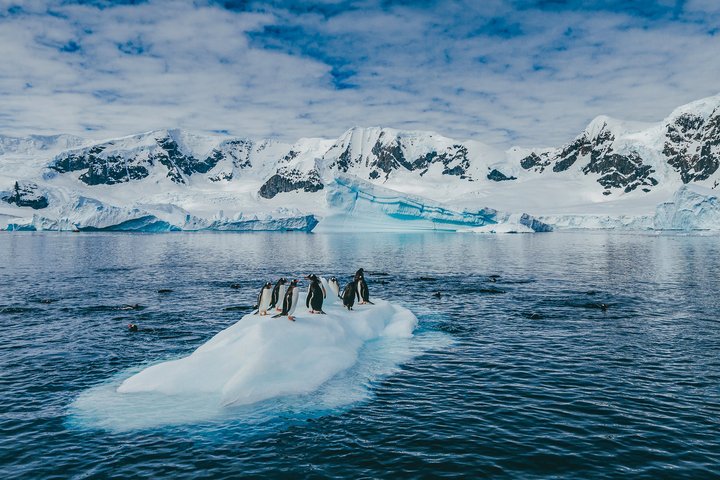 Eselspinguine, Antarktis ©David Merron