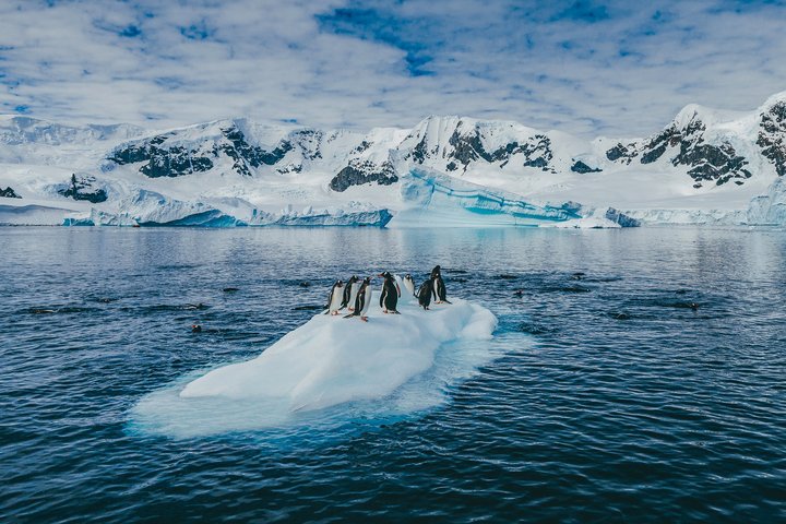 Pinguine auf einer Eisscholle