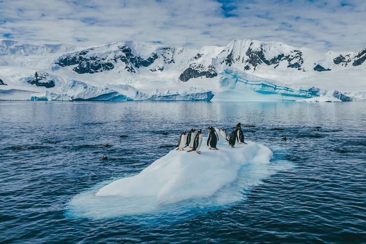 Pinguine auf Eisscholle, Antarktis (©David Merron)