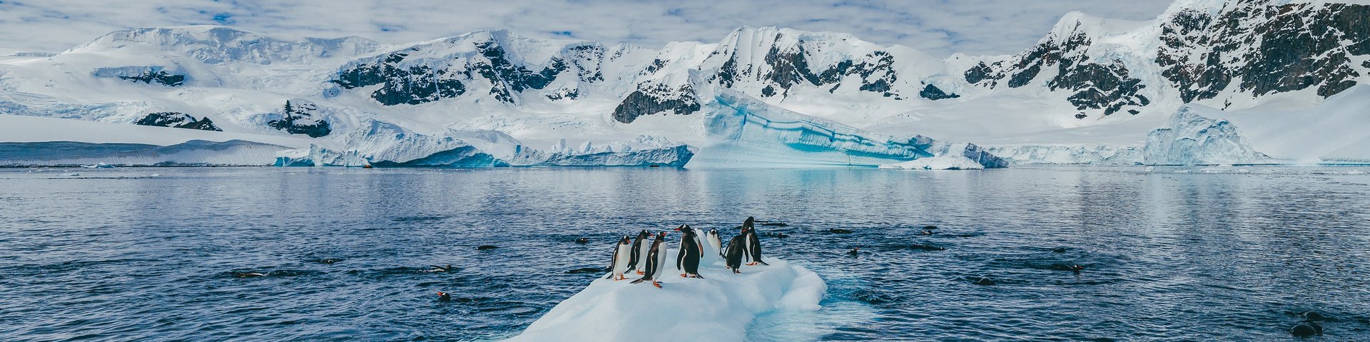 Pinguine auf einer Eisscholle