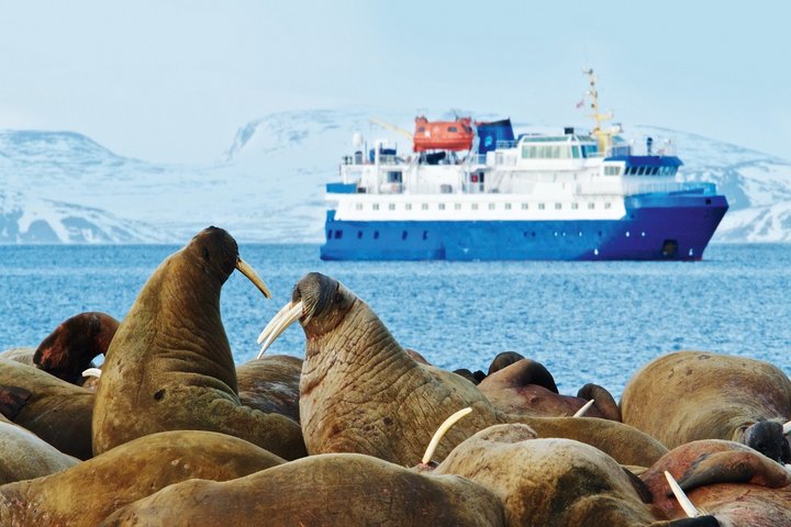 Walrosskolonie auf Spitzbergen
