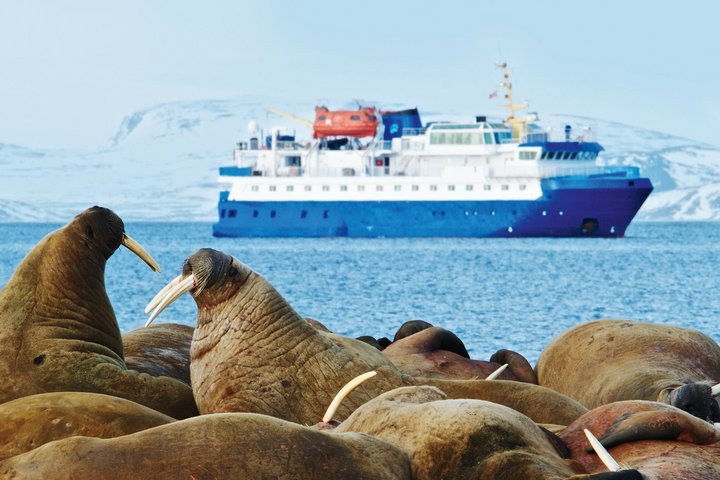 Walrosskolonie auf Spitzbergen
