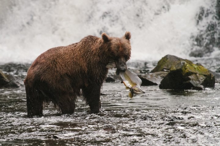 Braunbär mit Lachs im Mund