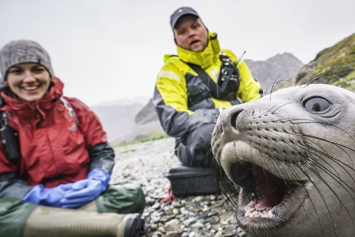 Junger Seeelefant auf Südgeorgien mit Menschen im Hintergrund Junger Seeelefant auf Südgeorgien mit Menschen im Hintergrund