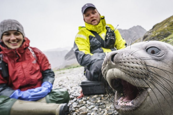Junger Seeelefant auf Südgeorgien mit Menschen im Hintergrund