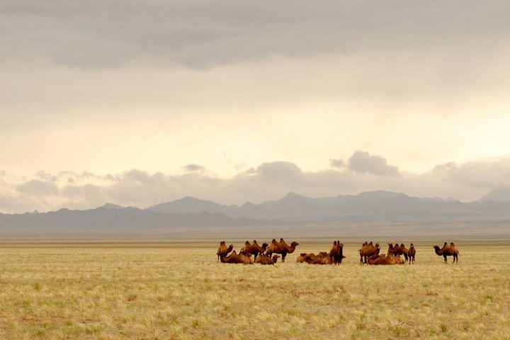 Kamele in der Wüste Gobi