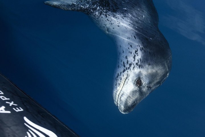 Leopoardenrobbe in der Antarktis