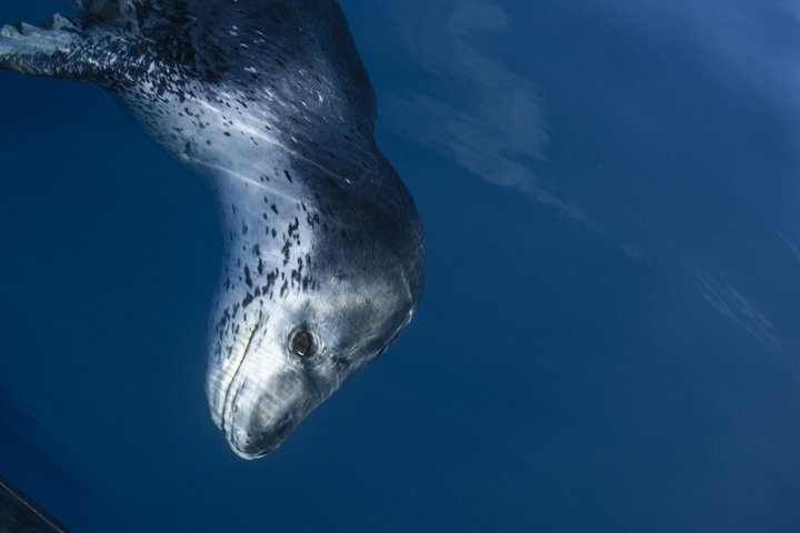 Leopoardenrobbe in der Antarktis