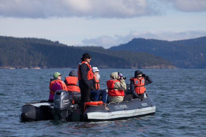 Walbeobachtung von einem Zodiac aus