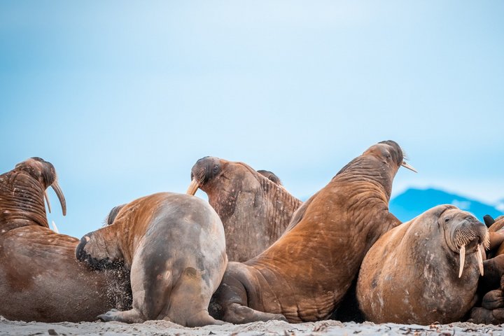 Walrosskolonie auf Spitzbergen
