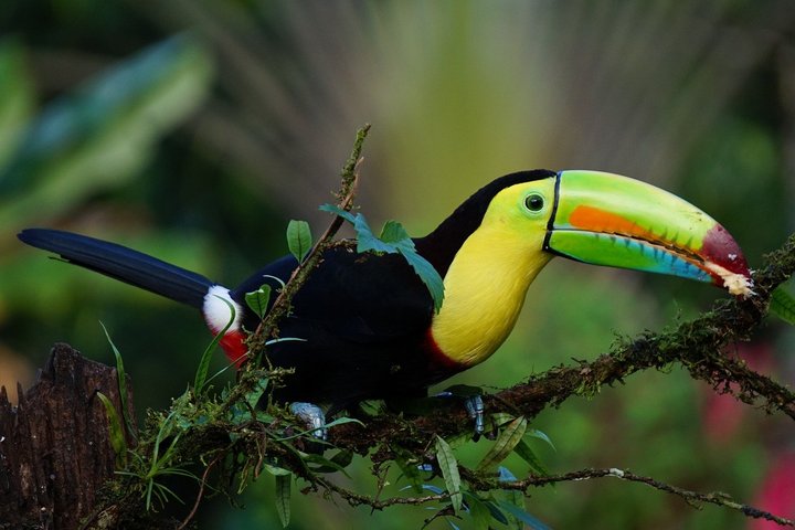 Tucano in Costa Rica Tucano auf einem Ast sitzend