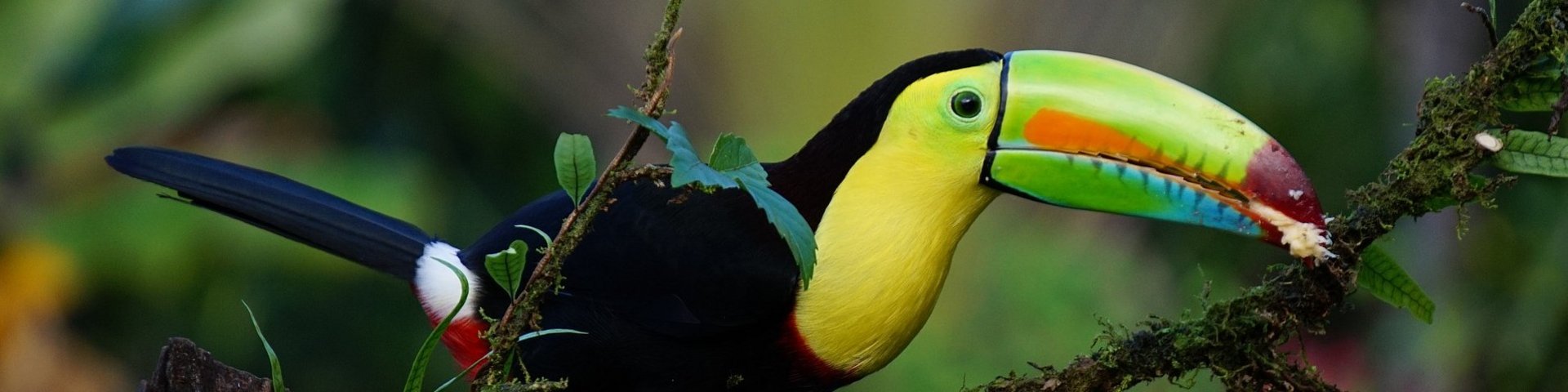 Tucano in Costa Rica