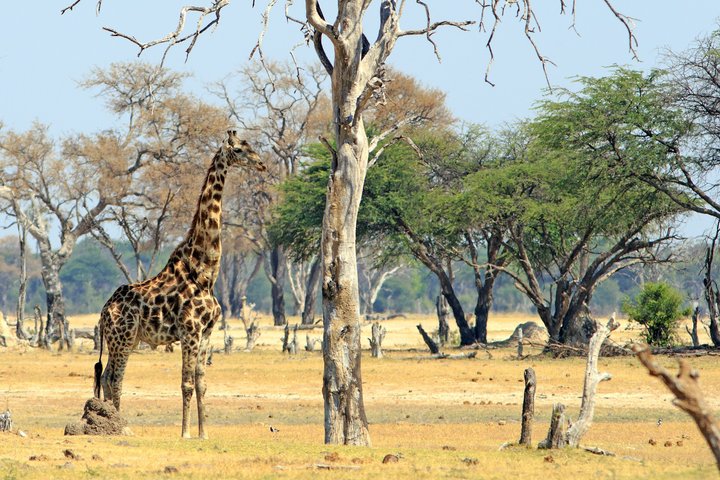 Giraffe
