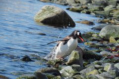 Eselspinguin in der Antarktis