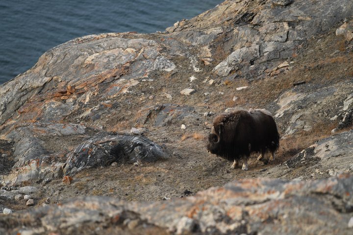 Moschusochse in Grönland