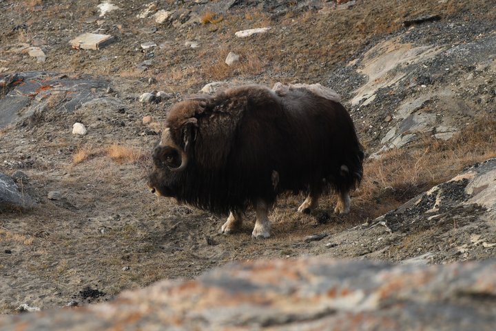 Moschusochse in Grönland