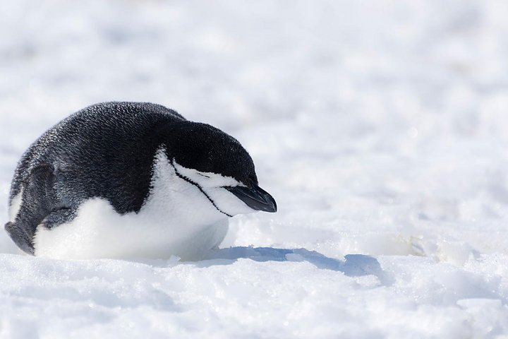 Zügelpinguin im Schlaf