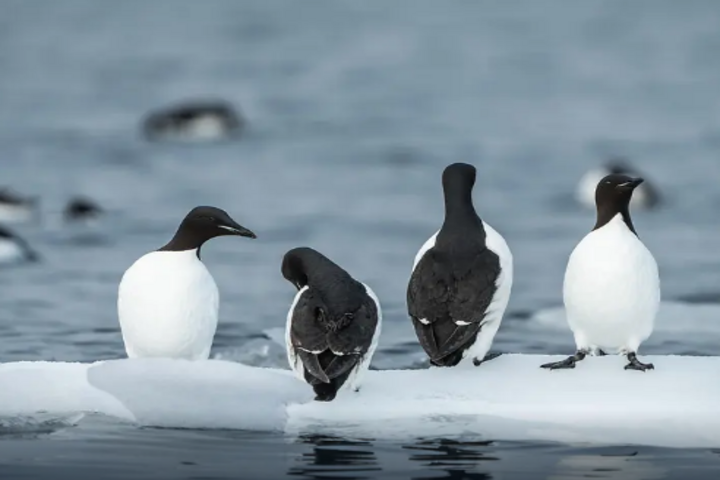Dickschnabellummen auf Spitzbergen Dickschnabellummen auf Spitzbergen