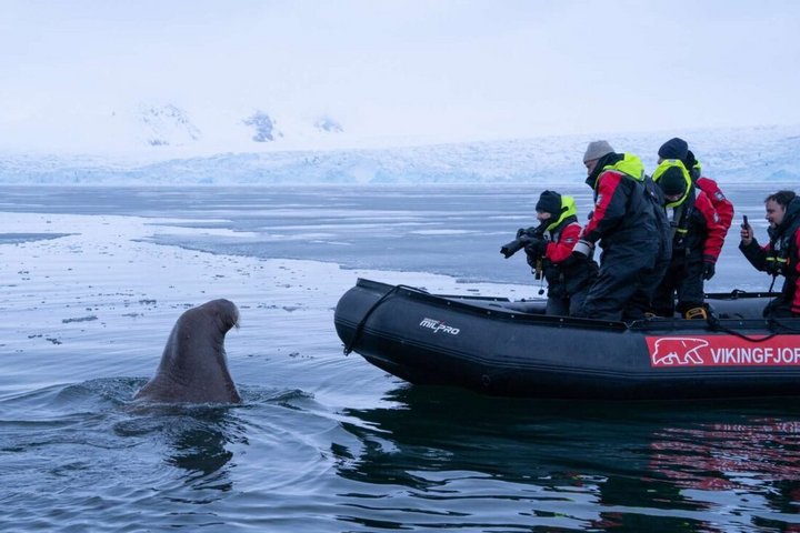 Walross vor einem Zodiac