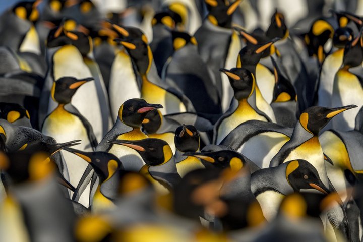 Königspinguine en Masse auf Südgeorgien Königspinguine en Masse auf Südgeorgien